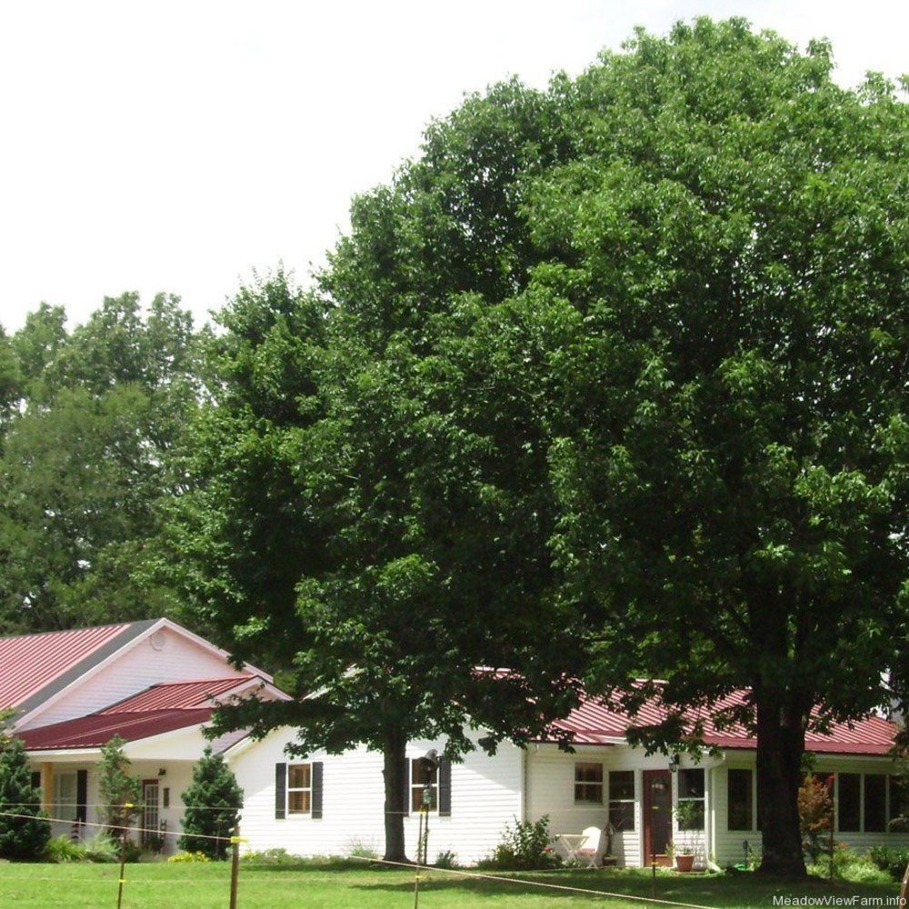 Meadow View Farm Bed & Breakfast Hernando Exterior photo